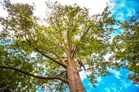 Best Storm Damage Tree Cleanup  in Cascades, VA