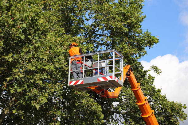 Best Tree Mulching  in Cascades, VA