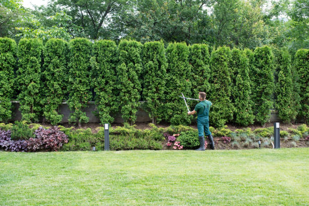 Best Lawn Renovation and Restoration  in Cascades, VA