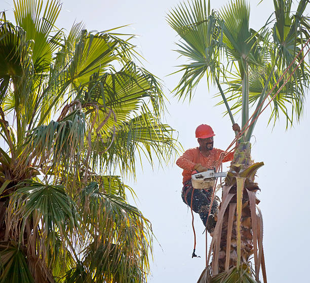 Best Tree Health Inspection  in Cascades, VA